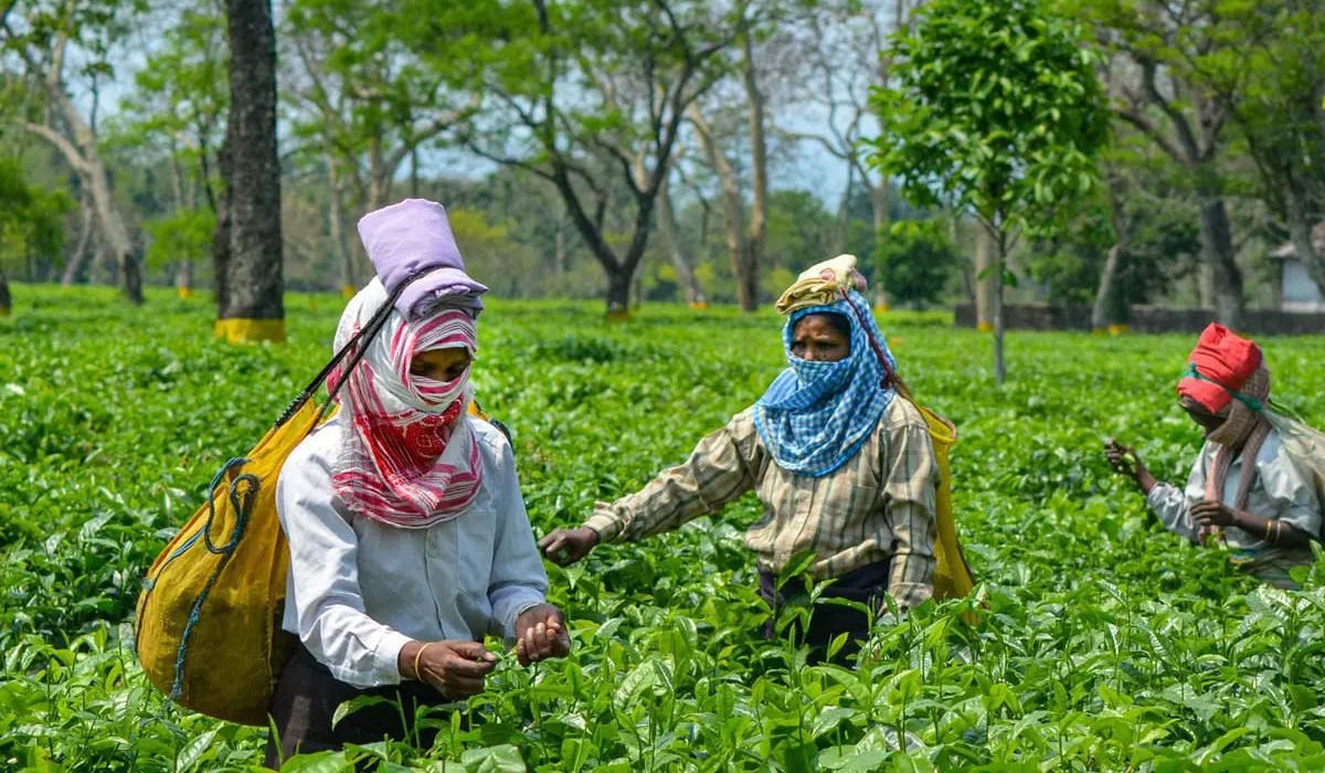 Tea Workers