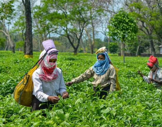 Tea Workers