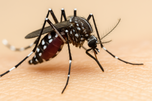 Dengue Prevention Tips for Every Bangladeshi Household