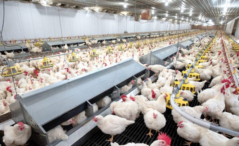 Poultry Industry in Bangladesh: Rising Demand, Economic Growth, and Future Prospects