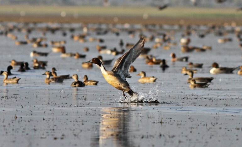 Migratory Birds in Bangladesh Are in Decline: A Global Warning for Biodiversity