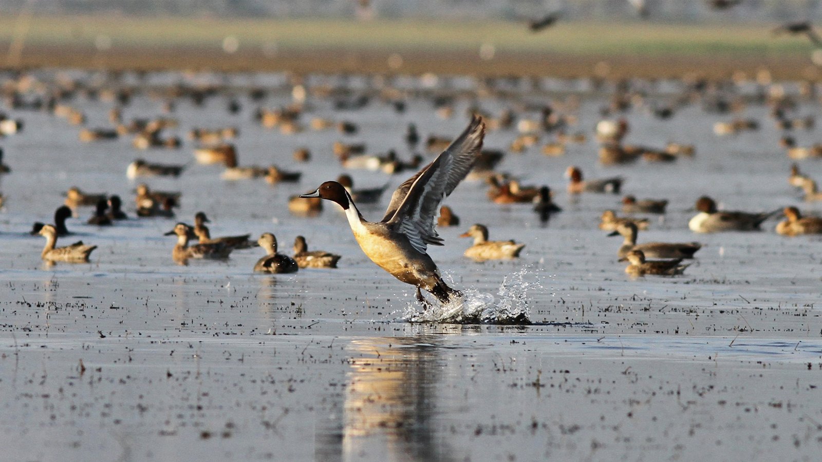 Migratory Birds in Bangladesh Are in Decline: A Global Warning for Biodiversity
