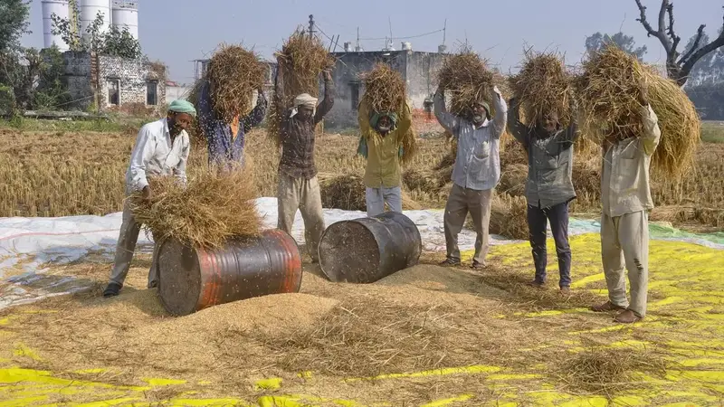 Bumper Aman Paddy Production in Bogura: What It Means for Bangladesh