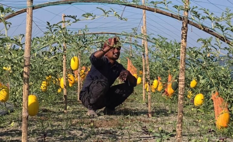 Turning Sandy Soil into Sweet Success: Watermelon Revolution in Jamuna Char Lands