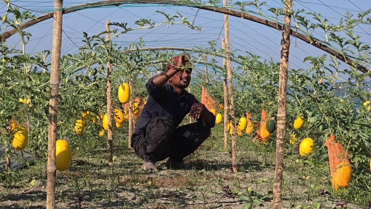 Turning Sandy Soil into Sweet Success: Watermelon Revolution in Jamuna Char Lands
