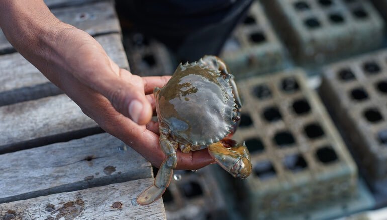 How Soft Shell Crab Exports Are Sustaining Bangladesh’s Southwest
