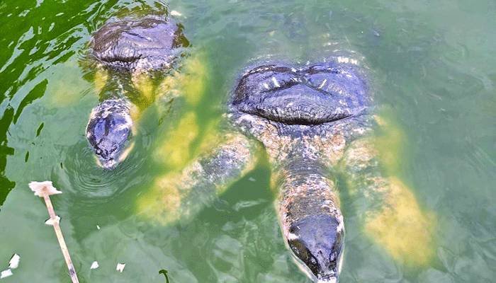 32 Bostami Turtles Released at Bayezid Bostami Shrine Pond: Bangladesh’s Rare Conservation Success