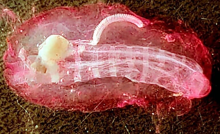Fish Disappear off St Martin’s Coast as Jellyfish Raise Climate Alarms