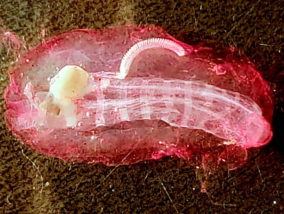 Fish Disappear off St Martin’s Coast as Jellyfish Raise Climate Alarms