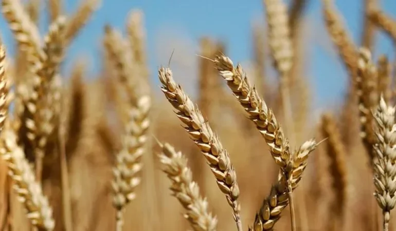 Bangladesh Becomes Eighth-Largest Market for U.S. Wheat