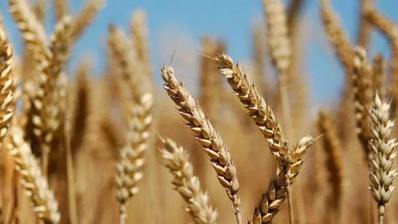 Bangladesh Becomes Eighth-Largest Market for U.S. Wheat