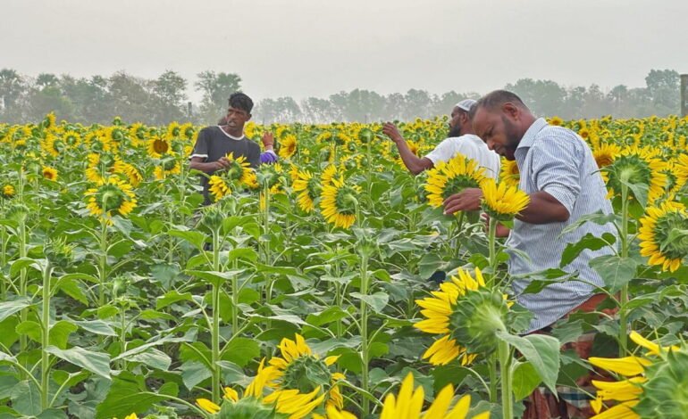 Sunflower Farming Replaces Tobacco in Lalmonirhat’s Teesta Char Lands