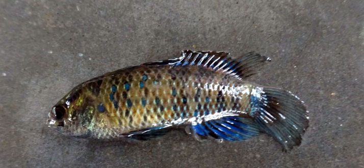 Bangladesh’s Little-Known ‘Napit Koi’ is Facing a Silent Decline