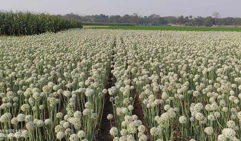 How Onion Seeds Are Transforming Farmers’ Fortunes in Bangladesh