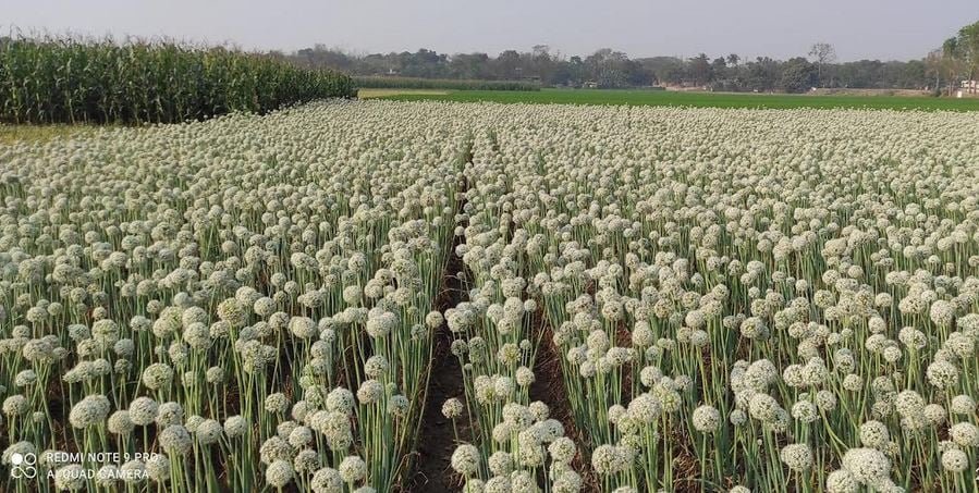 How Onion Seeds Are Transforming Farmers’ Fortunes in Bangladesh