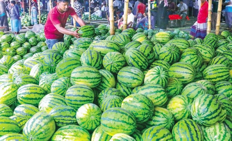Bumper Watermelon Harvest in Barishal Surpasses Targets, But Falling Prices Worry Farmers