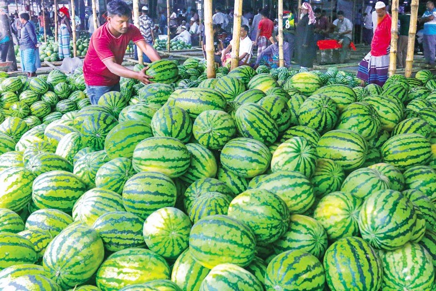 Bumper Watermelon Harvest in Barishal Surpasses Targets, But Falling Prices Worry Farmers