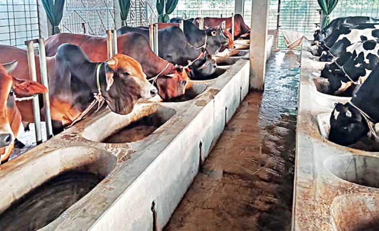 Bangladesh’s Cattle Farming Industry: Growth, Challenges and Future