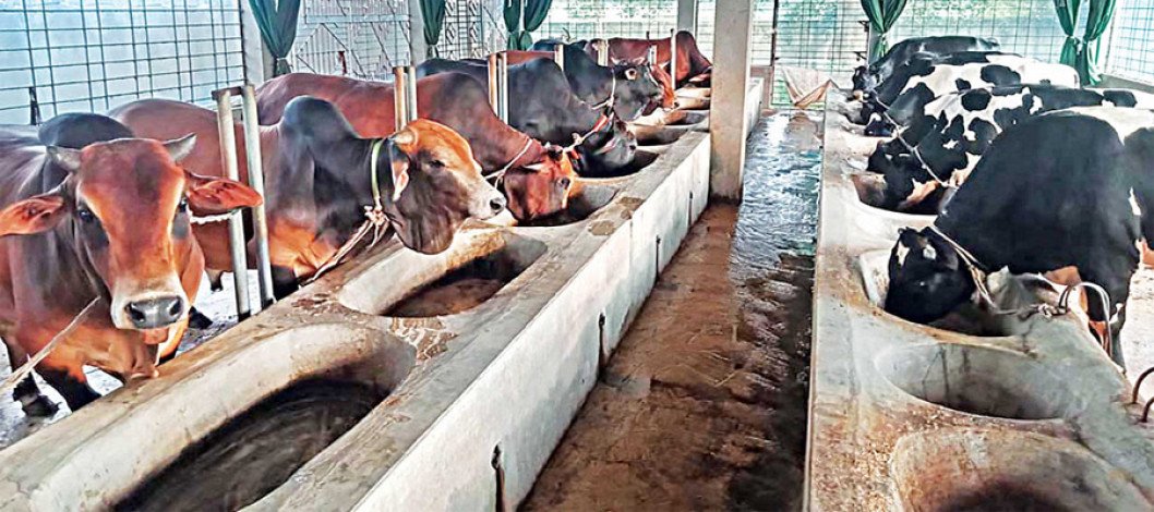 Bangladesh’s Cattle Farming Industry: Growth, Challenges and Future